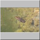 Notonecta glauca - Rueckenschwimmer 03.jpg